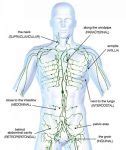 Lymphatic System Diagram | 101 Diagrams