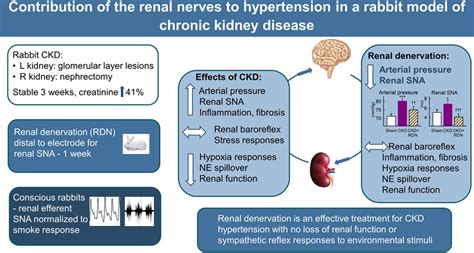 Contribution of the Renal Nerves to Hypertension in a Rabbit Model of ...