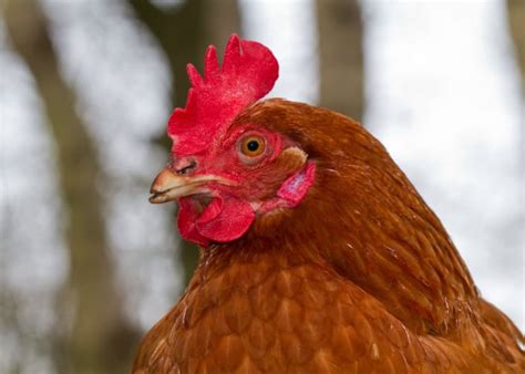 Chicken Beak Trimming: A Comprehensive Cutting Guide