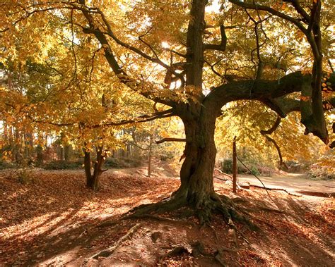 Old tree in autumn desktop wallpaper, pictures Old tree in autumn, photos Old tree in autumn ...