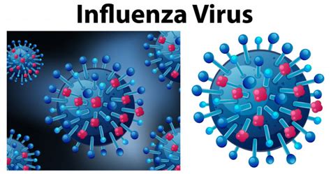 MALAS NOTICIAS: La influenza tipo A vuelve más poderoso al coronavirus ...