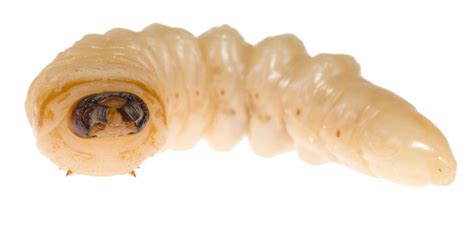 What Are Flea Larvae? (with pictures)