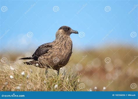 Great skua stock photo. Image of bird, gull, stercorariidae - 18236836