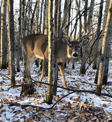 My new friend, gorgeous buck : r/wildlifephotography