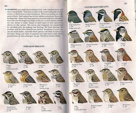 Easter sparrow id chart from american birding association – Artofit