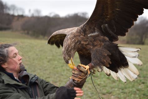 Marra showing her size and 7ft 8 in wingspan . | Falconry, Bald eagle, Birds of prey