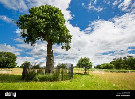 The Charles II “Son of Royal Oak” tree and its Grandson near Boscobel ...