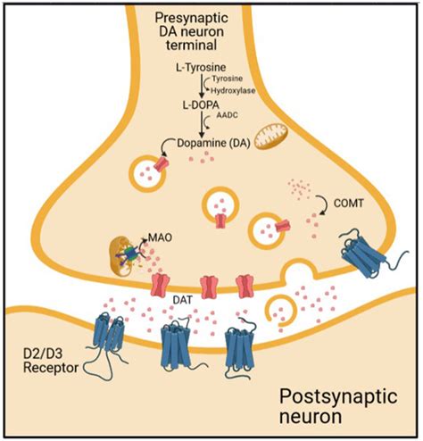 Synaptic Cleft Dopamine