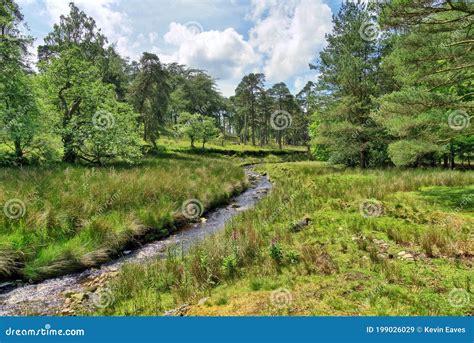 A Small Stream Flowing through the Scenic Forest of Bowland in Summer ...