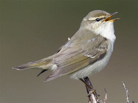 Arctic Warbler - eBird