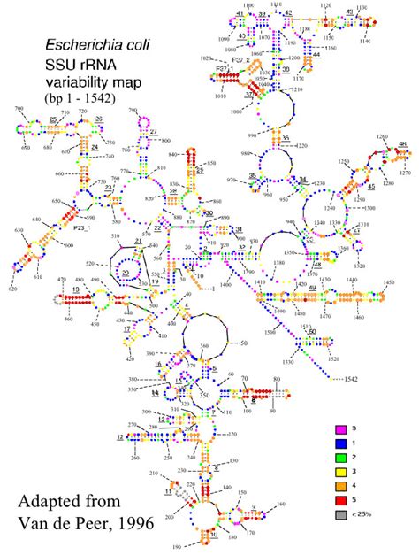 Ribosomal RNA