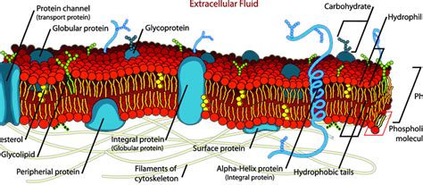 1: The lipid bilayer consists of a polar hydrophilic phosphate head,... | Download Scientific ...