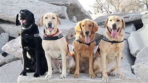 Search & Rescue Dogs Deployed to Texas | Explore