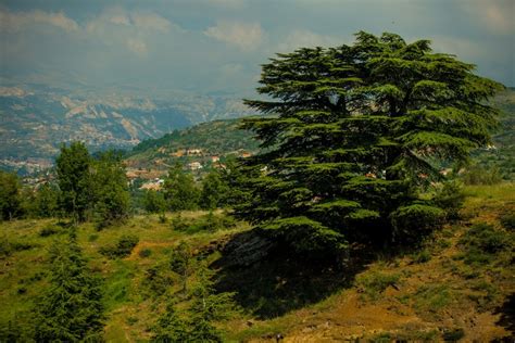 Forest – Hadath El Jebbeh