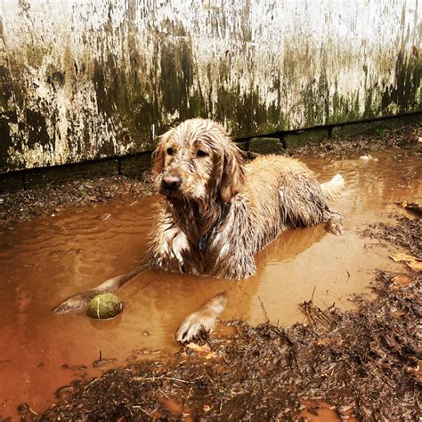 My name is Mud. : r/AnimalsBeingDerps