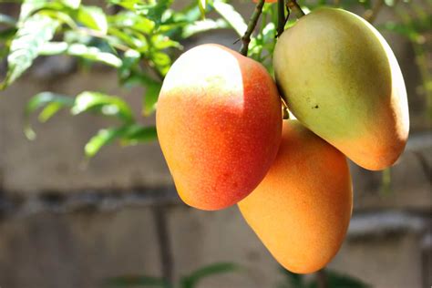 Are Mango Trees Evergreen? A Guide To Mango Cultivation