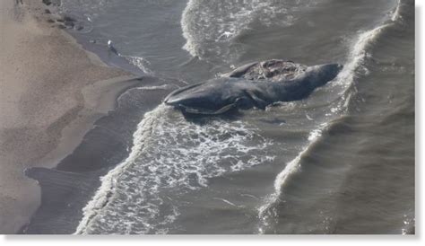 Bowhead whale found dead, beached near Tuktoyaktuk, Canada -- Earth Changes -- Sott.net