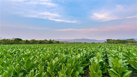 Crop Report: Nicaragua’s Tobacco Season Extends into June | Cigar ...