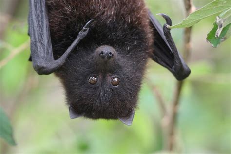 The Christmas Island flying fox is a rare sun-seeker - Australian Geographic