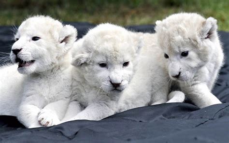 Baby White Lion HD Desktop Wallpaper 18661 - Baltana