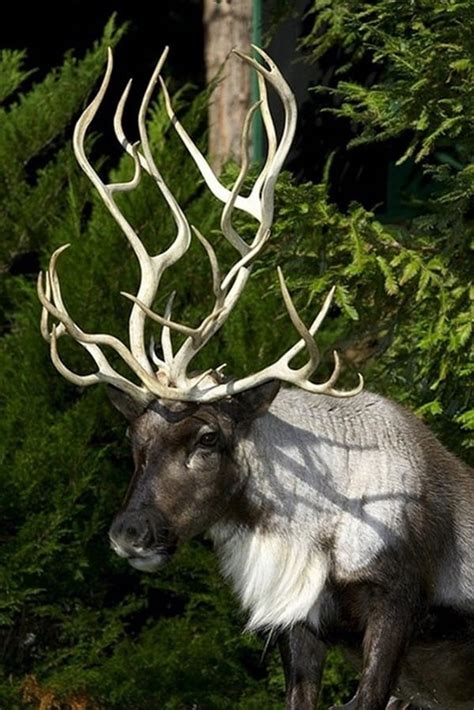 40 Beautiful Pictures of Animals with Horns