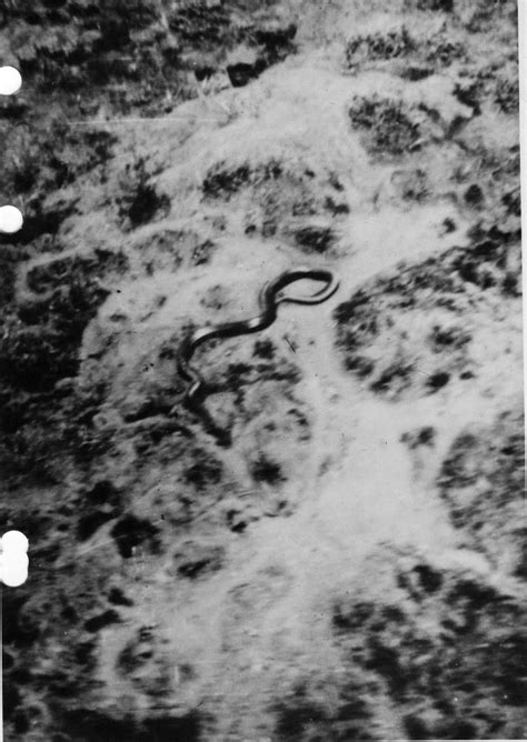 Alleged encounter with a giant snake in Katanga 1959 This image has ...