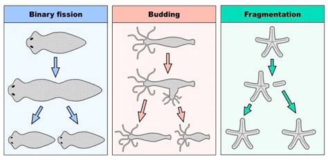 Difference Between Fragmentation And Budding Fragmentation Vs Budding | My XXX Hot Girl