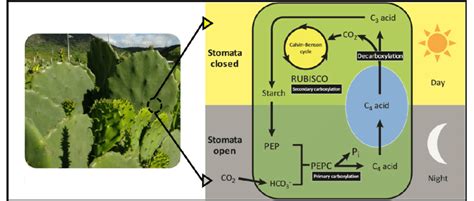 Simplified representation of CAM metabolism (Crassulasean Acid... | Download Scientific Diagram