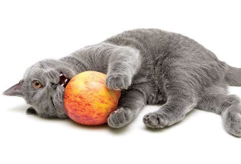 Apple Cider Vinegar for Cats - Holistic Healing - Modern Cat