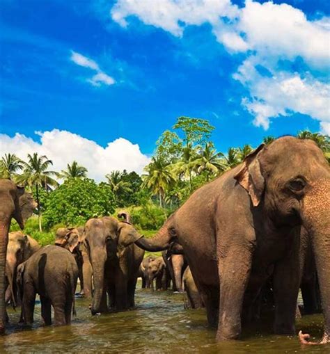 Sri Lanka Wildlife Tour Package (15 Days) - By Lanka Safe Tours