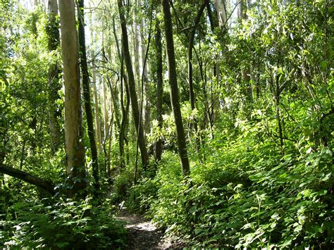 green lush forest | Tree, Shrubs, Plants