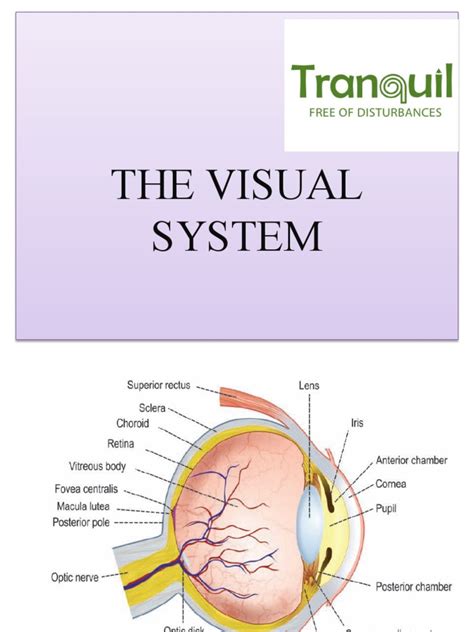 The Anatomy and Physiology of the Visual System: A Comprehensive Review ...