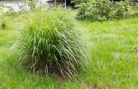 A Clump of Lemon Grass Growing in the Garden. Stock Image - Image of food, grass: 124409093