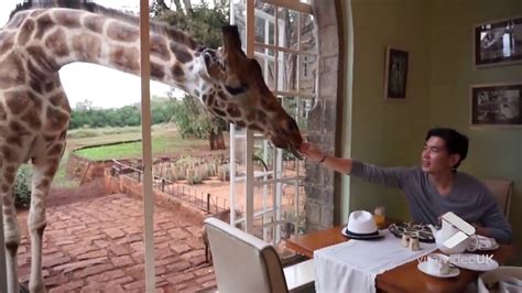 Viral Video UK: Breakfast at the Giraffe Manor - YouTube