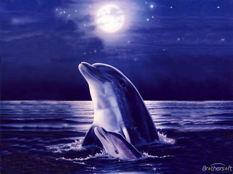 Free Dolphin Wallpapers For Desktop - Wallpaper Cave