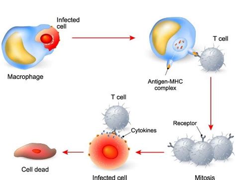 Blog - Tools to Streamline T Cell Research