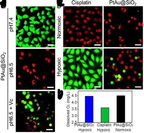 (a) Calcein AM/PI staining of A549/DDP treated with PtAu@SiO 2 at... | Download Scientific Diagram