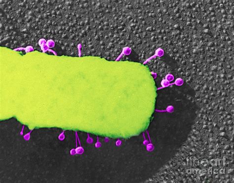 Lambda Phage On E. Coli Photograph by Science Source