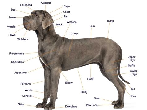 The Ultimate Dog Anatomy Guide 2022