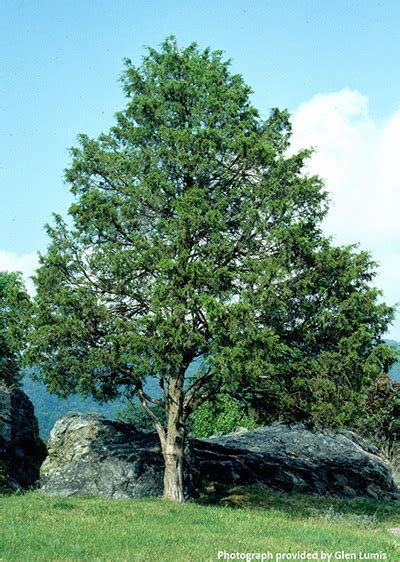 Eastern Canada Tree Species - Greening the Landscape