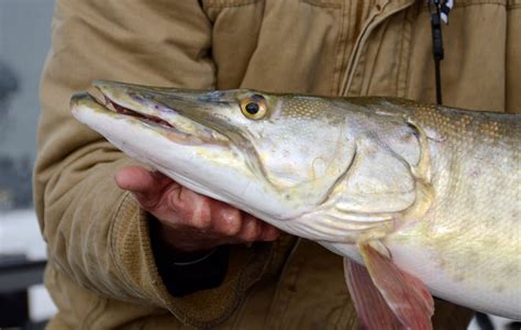 Can You Eat Muskellunge? - Fishmasters.com