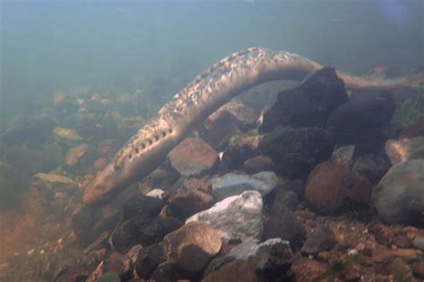 Sea lamprey spawning surveys | ECOFACT