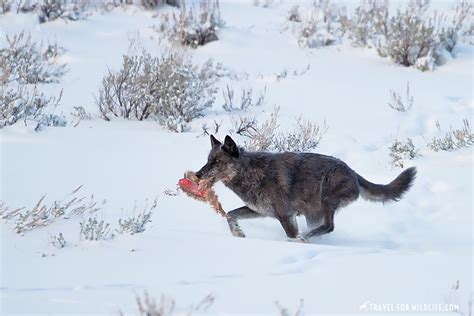 Canada Wildlife Travel Guide | Travel For Wildlife