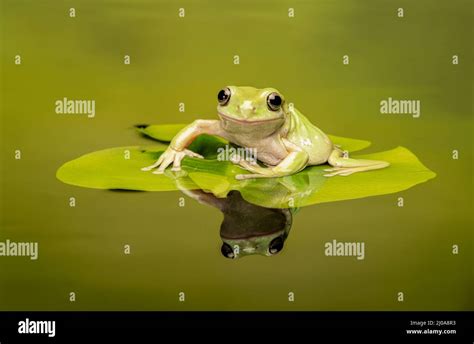 Whites tree frog on lily pad hi-res stock photography and images - Alamy