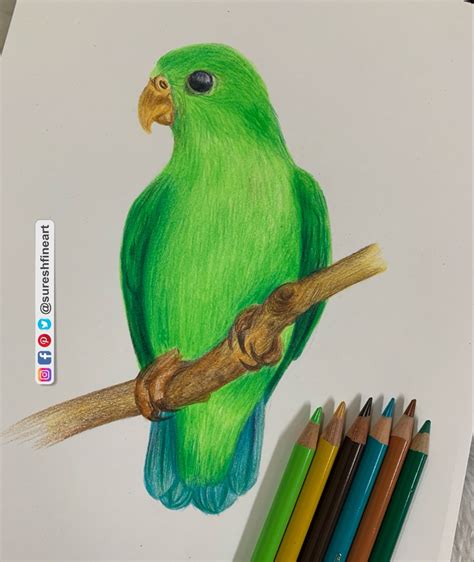 Bird Pencil Drawing, Colour Pencil Shading, Color Pencil Sketch, Pencil ...