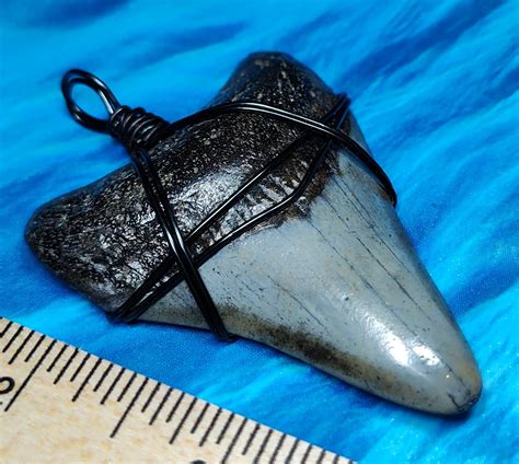 Stunning Larger Megalodon Shark Tooth Necklace · L1: 2.73 L2: 2.53 · MegaTeeth