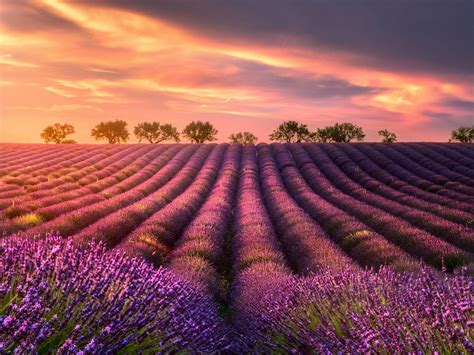 Lavender Field Sunset Wallpapers - Top Free Lavender Field Sunset Backgrounds - WallpaperAccess