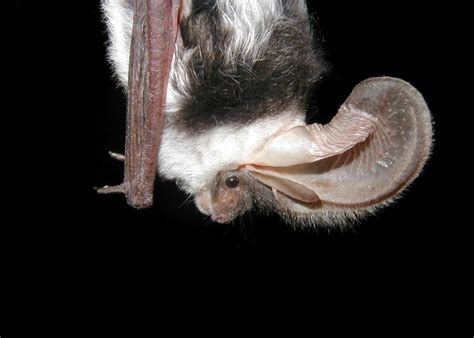 13 Awesome Facts About Bats | U.S. Department of the Interior