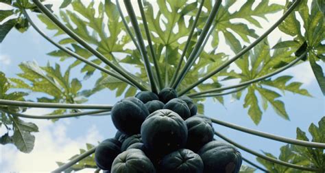 How to Dry Papaya Leaf for Tea | Our Everyday Life