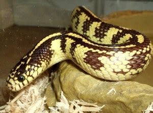 10 Beautiful California Kingsnake Morphs You Need To See